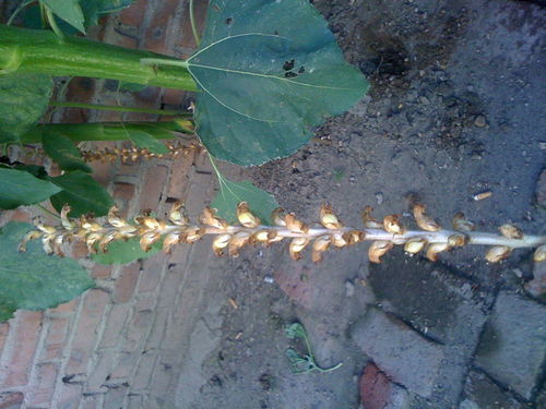 這個是天麻嗎 我家院子里發現的 向日葵底下有好多 求高人指教 就和向日葵一起生長