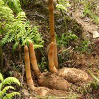 昭通天麻市場2017年4月份天麻平均價(jià)格 - 今日頭條(www.toutiao.com)