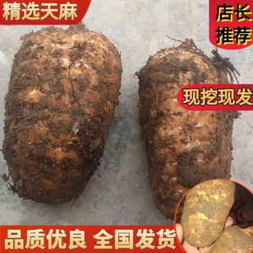 世界天麻首選云南省昭通市彝良縣小草壩鎮深山竹根烏天麻