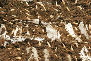 宜昌市中藥材種植面積達(dá)45萬(wàn)畝