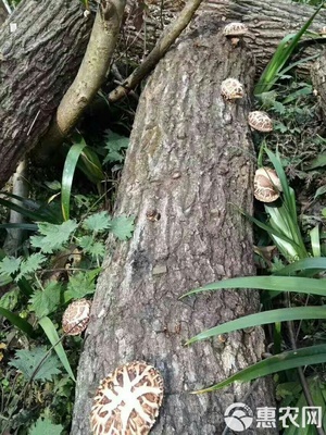 秦嶺深山椴木香菇,入冬新菇,直徑3-5cm,均勻,肉質厚實。