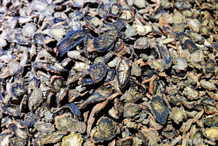 盛夏季節(jié) 滋補(bǔ)飲品市場(chǎng)魚龍混雜 展銷會(huì)上的飲品你敢買嗎