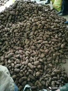 彝鄉寶藏 天麻之外，還有這些生態饋贈值得品味